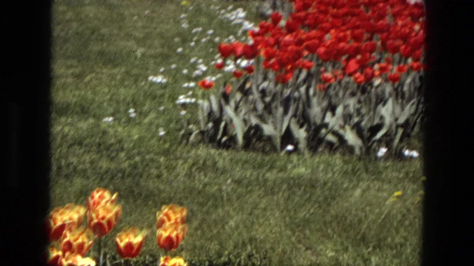 1972 Iran 8mm frame showing tulip beds in a manicured lawn, with saturated color and dark contact-sheet borders.