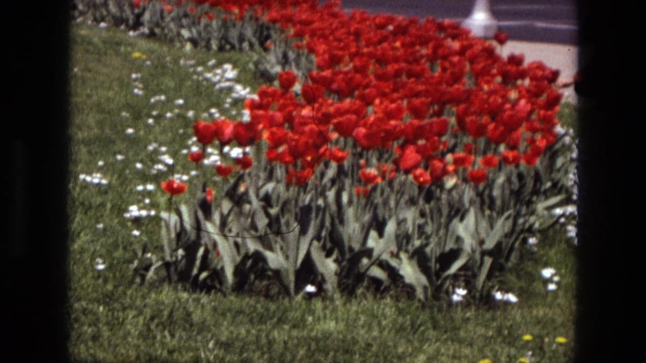 Red tulip bed and white flowers on a green lawn with a paved edge in the distance.