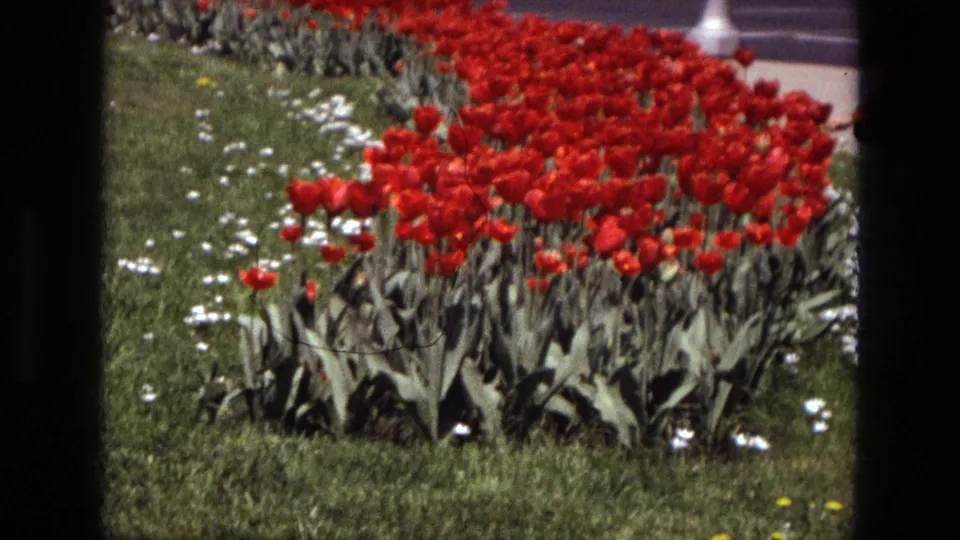 1972 Iran garden view with a dense red tulip bed, scattered white flowers, grass, and a paved area beyond.