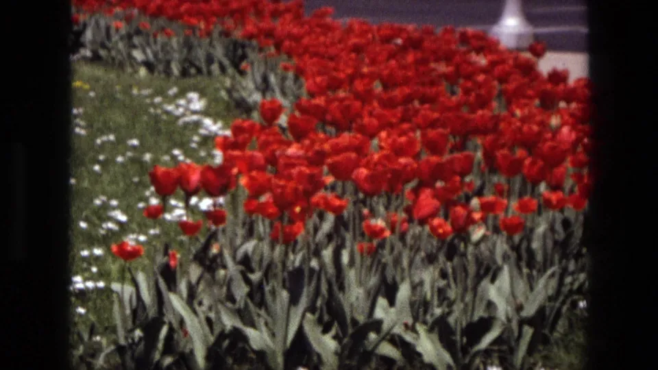 1972 Iran 8mm close garden view with red tulips, white flowers, green lawn, and saturated home-movie color.
