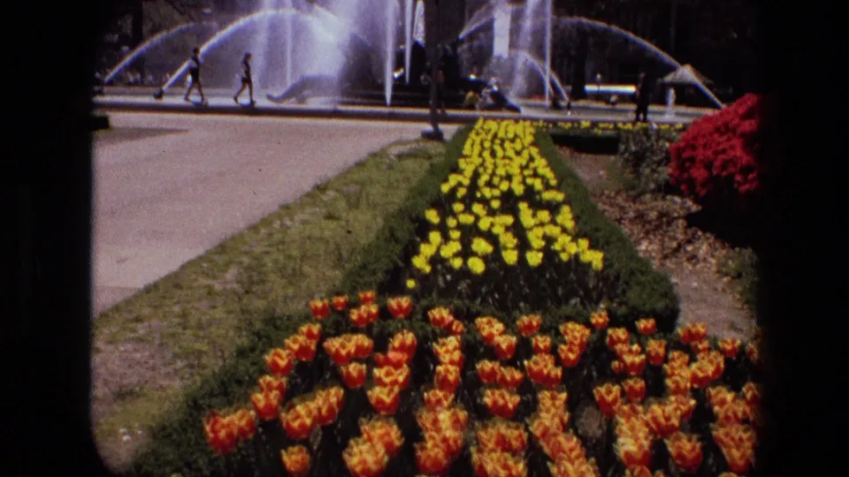 Orange and yellow tulips fill the foreground while pedestrians cross near a fountain in 1972 Iran.