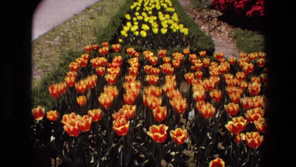 A close garden view in 1972 Iran shows orange tulips, yellow flower rows, a paved path, and fountain spray beyond.