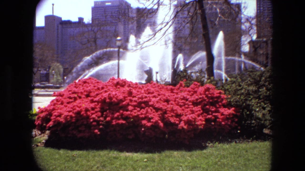 Red flowering bush in front of fountain jets and distant city buildings.