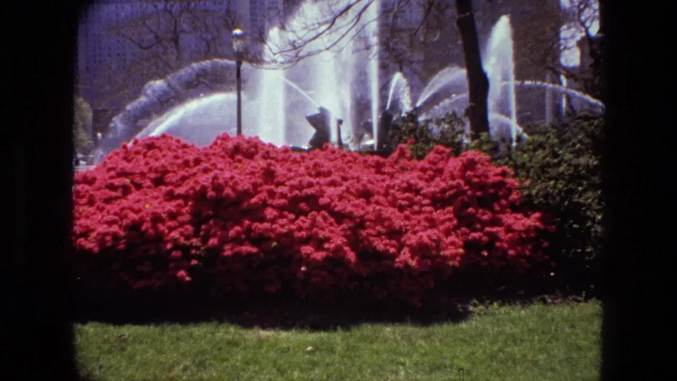 1972 Iran 8mm frame showing a dense red flowering shrub, green lawn, fountain water, a lamp post, trees, and dark scanned film edges.