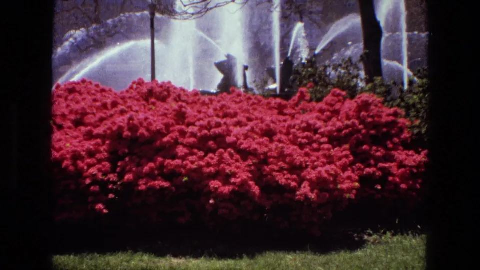 1972 Iran garden frame with a red azalea bush across the foreground, grass below, fountain spray behind, and trees framing the view.