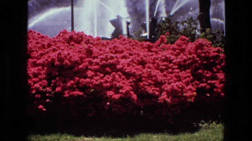 1972 Iran home-movie frame showing dense red flowerbeds, fountain spray, trees, and partial city buildings beyond the plaza.