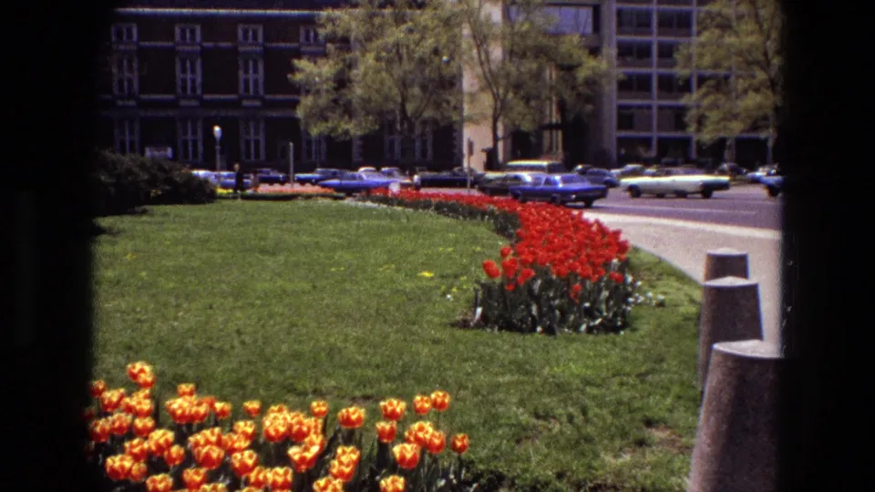 1972 Iran garden view with orange and red tulips, clipped lawn, concrete bollards, buildings, and period cars along the street.
