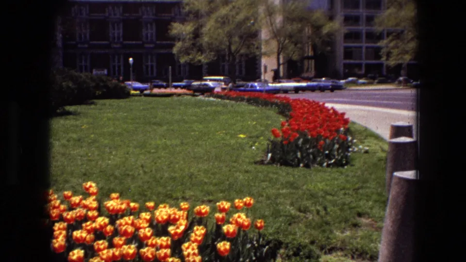 1972 Iran home-movie frame looking across orange tulips and lawn toward red flower beds, roadside cars, trees, and urban buildings.
