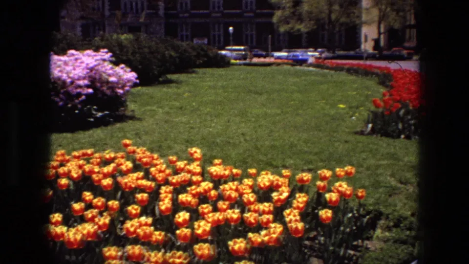 1972 Iran garden frame with orange tulips in front, broad lawn, red flower beds, shrubs, period cars, and multi-story buildings beyond.