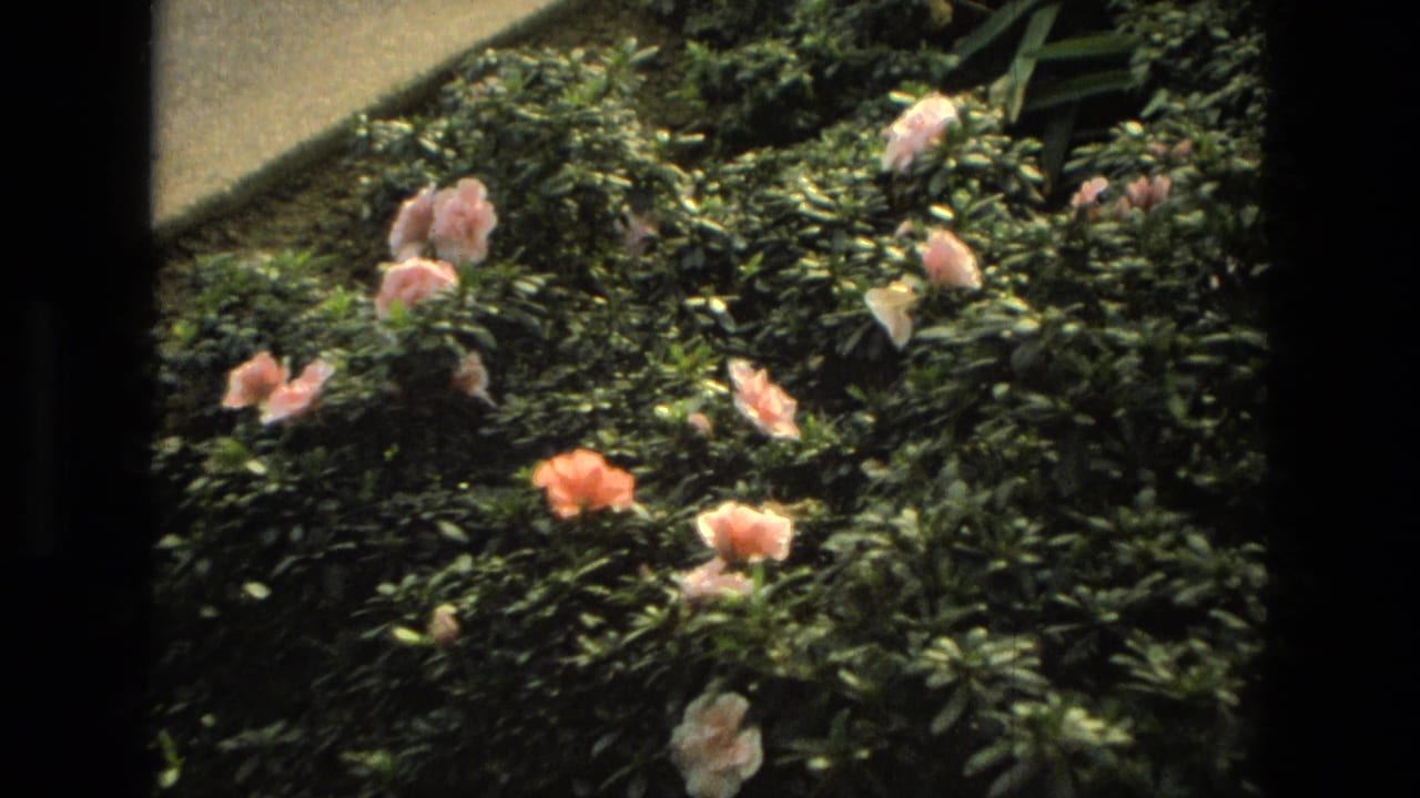 Pink flowers bloom among dense green shrubs beside an indoor wall, seen through a dark window or frame edge.