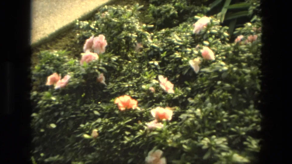 1972 Iran home-movie frame showing pink flowers and dense shrub foliage in soft focus within the indoor garden.
