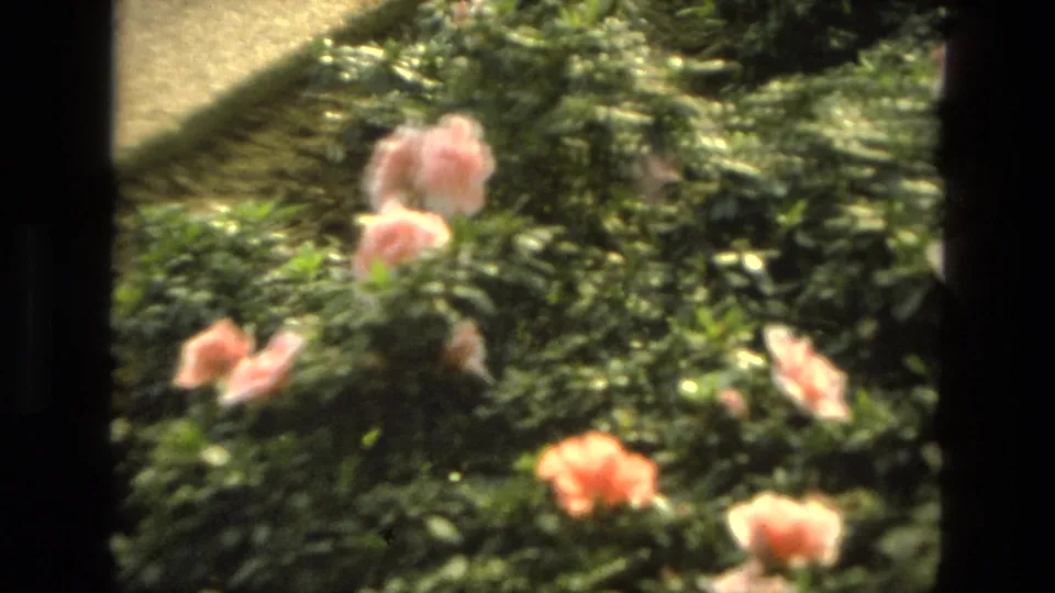 1972 Iran home-movie close-up of pink flowers in an indoor garden, with soft focus and visible film texture.