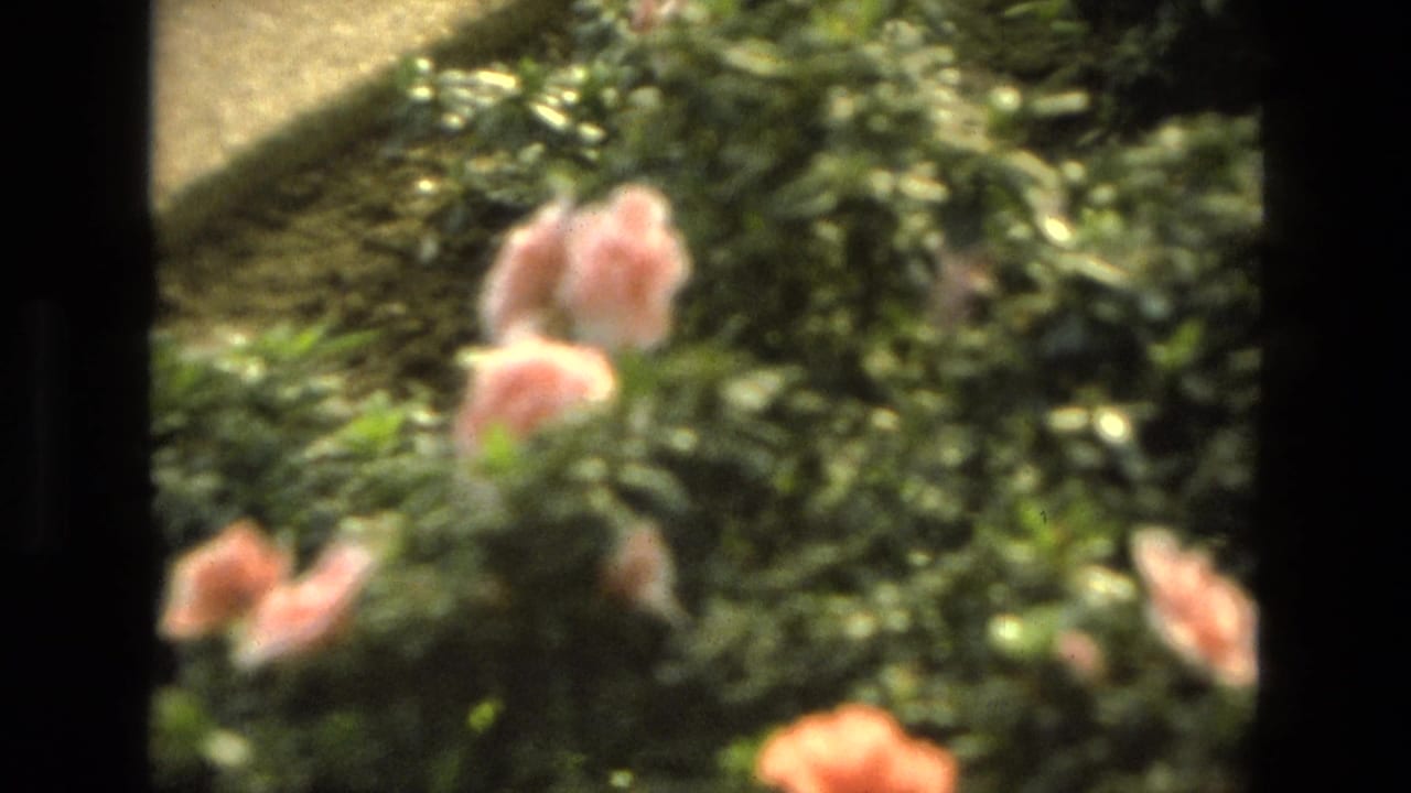 Soft-focus pink blossoms and green shrub leaves in bright garden sunlight.