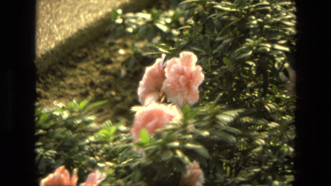 1972 Iran-associated 8mm view of pink azaleas framed by glossy foliage and dark scan edges.