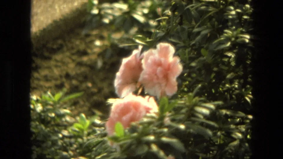 1972 Iran-associated 8mm close-up of pink azalea blooms set against dense garden foliage.