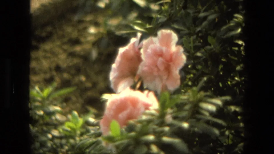 1972 Iran-associated 8mm frame with pink azaleas, green foliage, and warm sunlit film color.