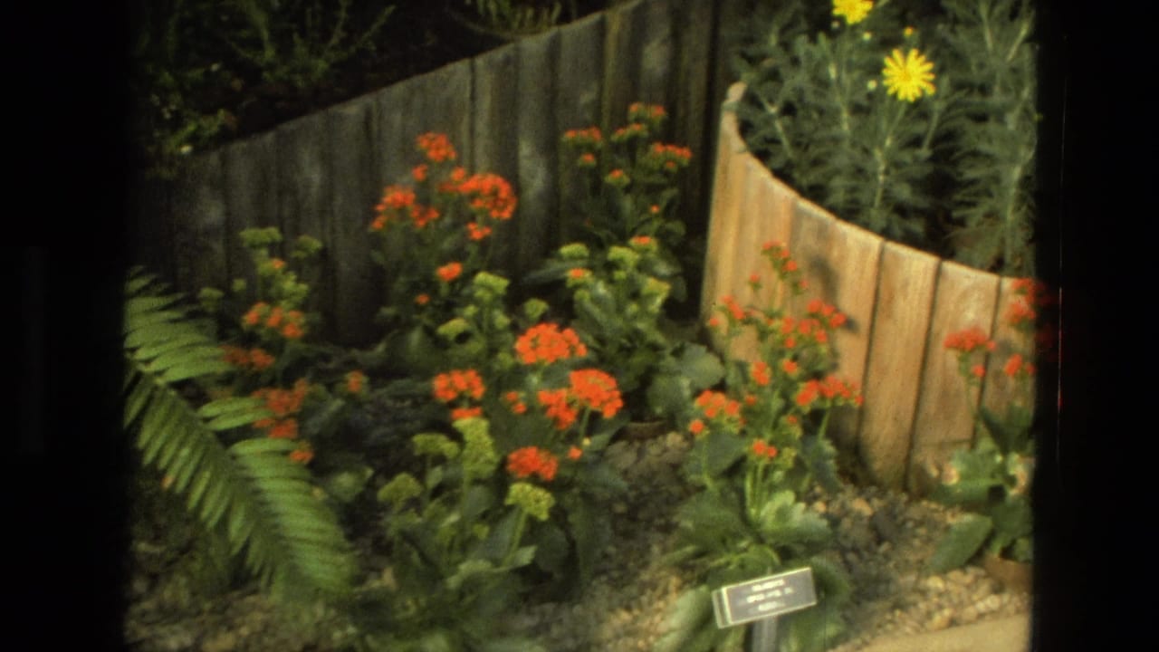 1972 Iran 8mm frame showing a garden bed with orange blooms, yellow flowers, green foliage, and a curved wooden planter.