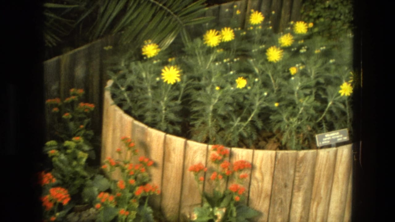 1972 Iran 8mm frame showing yellow daisy-like flowers above a curved wooden planter with orange blooms and dense foliage.