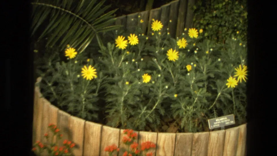 1972 Iran 8mm frame with yellow daisy-like flowers and tall green stems above a curved wooden planter and small botanical label.