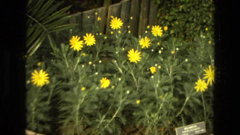 1972 Iran 8mm frame showing dense yellow daisy-like flowers, green foliage, palm-like leaves, and a small plant label in a garden bed.