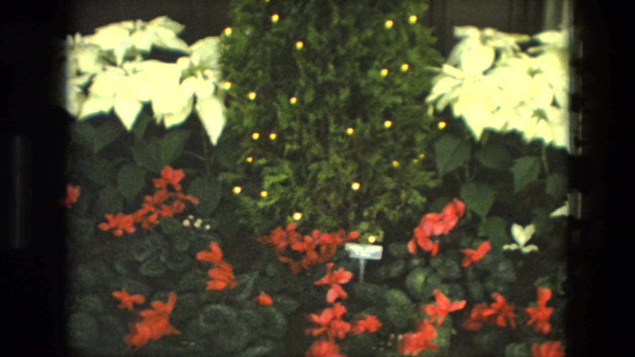 White and red-orange flowering plants with dark greenery and warm lights behind them.