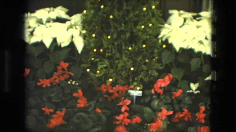 1972 Iran 8mm frame showing white poinsettia-like plants, red-orange flowers, dark foliage, and small warm lights in a decorative display.