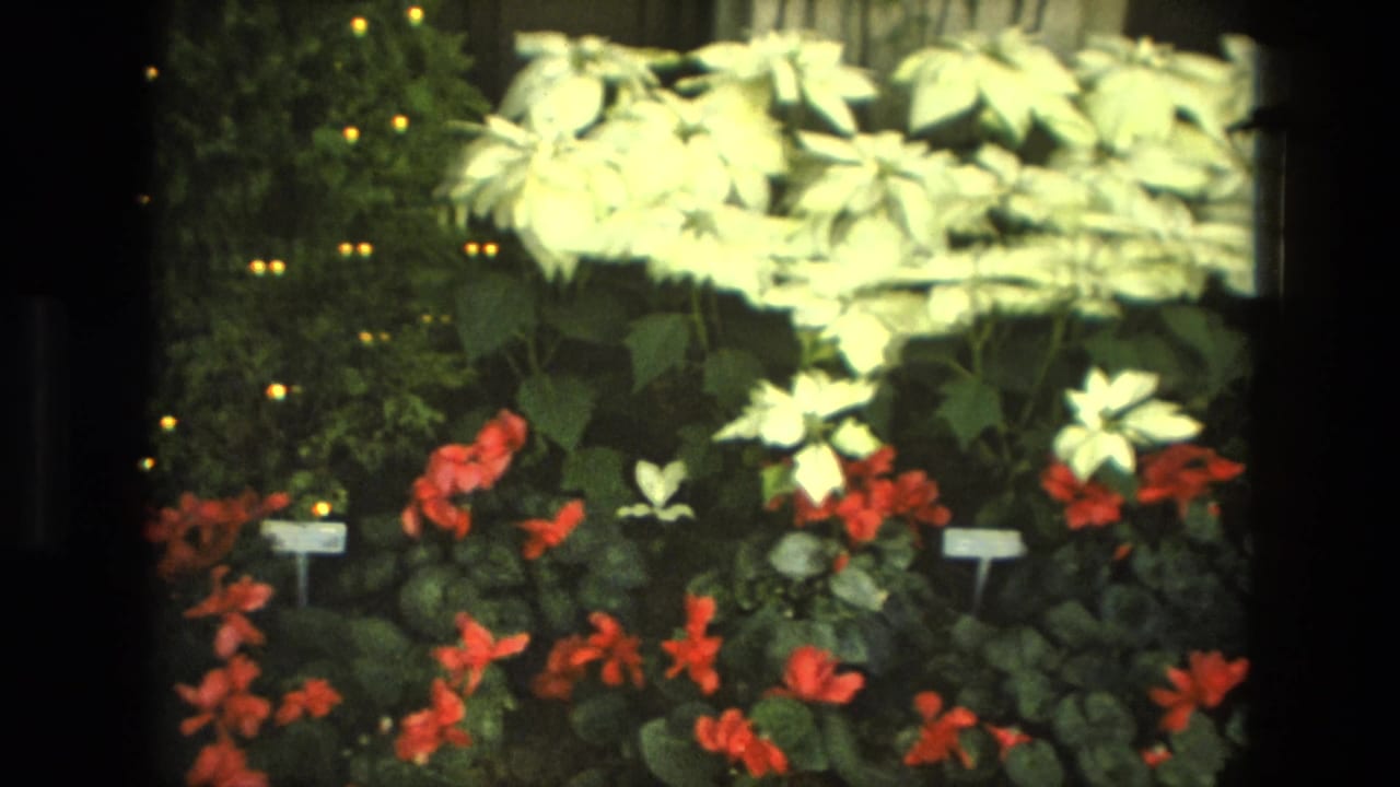 1972 Iran 8mm frame with a lit evergreen or shrub, white flowering plants, red-orange blooms, and small plant labels in a dark display.