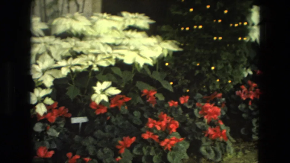 1972 Iran home-movie frame showing dense white poinsettia-like plants, red-orange flowers, dark leaves, and a small label near the foreground.