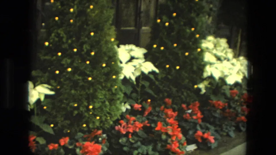 1972 Iran 8mm frame showing a lit evergreen or shrub beside white poinsettia-like plants and red-orange flowers in a dark floral display.