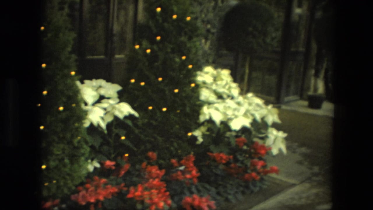 1972 Iran 8mm frame showing an indoor plant display with white flowers, red blooms, greenery, and warm lights near a dark structural frame.