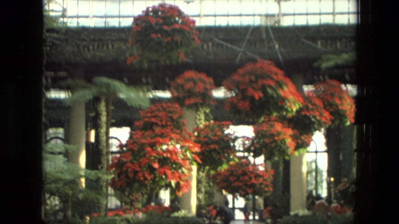 1972 Iran 8mm frame showing hanging red poinsettias, dense greenery, bright windows, and glass-roof structure in an indoor garden.