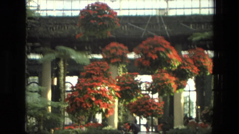 1972 Iran 8mm frame showing hanging red poinsettias, dense greenery, bright windows, and glass-roof structure in an indoor garden.
