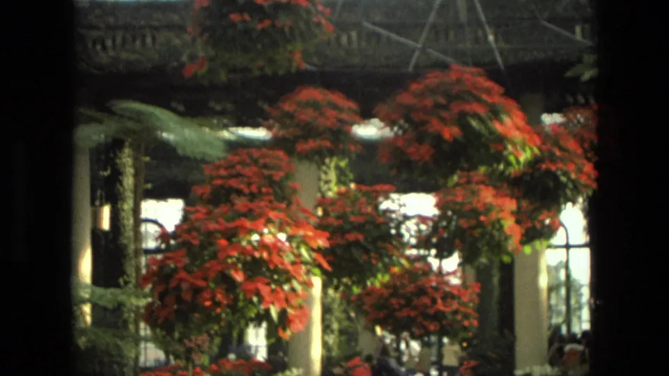 1972 Iran 8mm frame showing multiple hanging red poinsettia baskets, leafy plants, bright windows, and interior structural details.