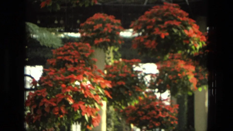 1972 Iran 8mm frame showing red poinsettias and green foliage in hanging baskets, with bright windows and dark framing around the scene.