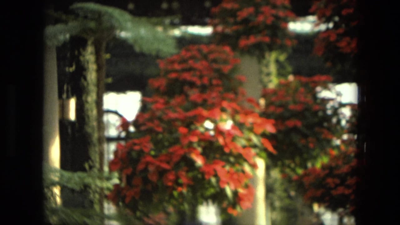 Red bracts and green leaves growing near pale columns with dark film borders.
