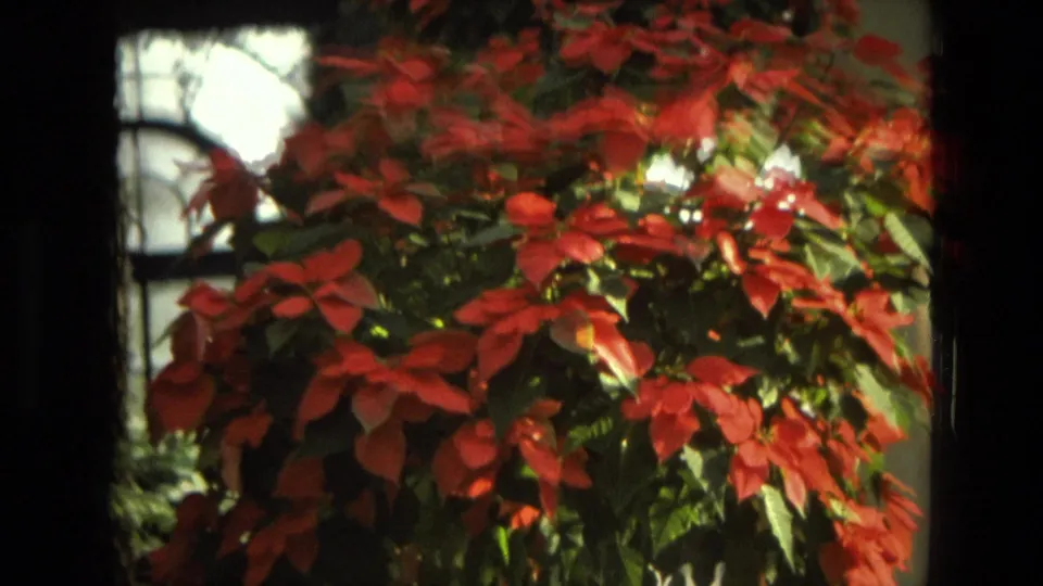 1972 Iran 8mm frame showing a closer view of red poinsettia-like bracts and green leaves, with dark borders from the film scan.