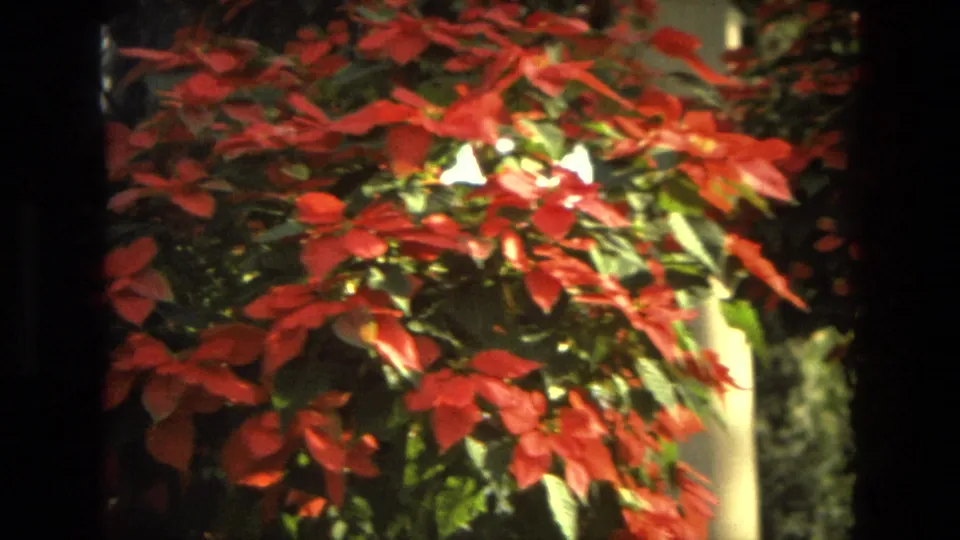 1972 Iran 8mm frame showing red and green foliage near pale columns, with hanging greenery and bright background light.