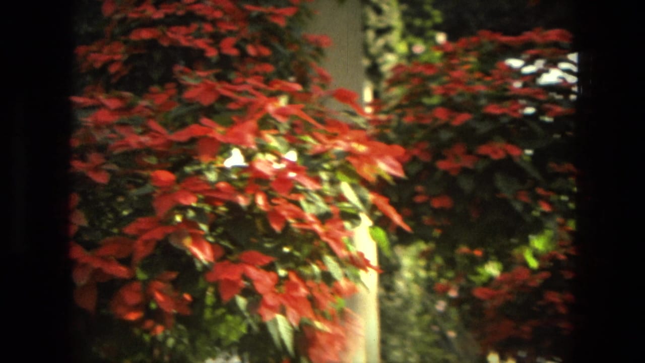 Red poinsettias hanging among columns in a large indoor garden.