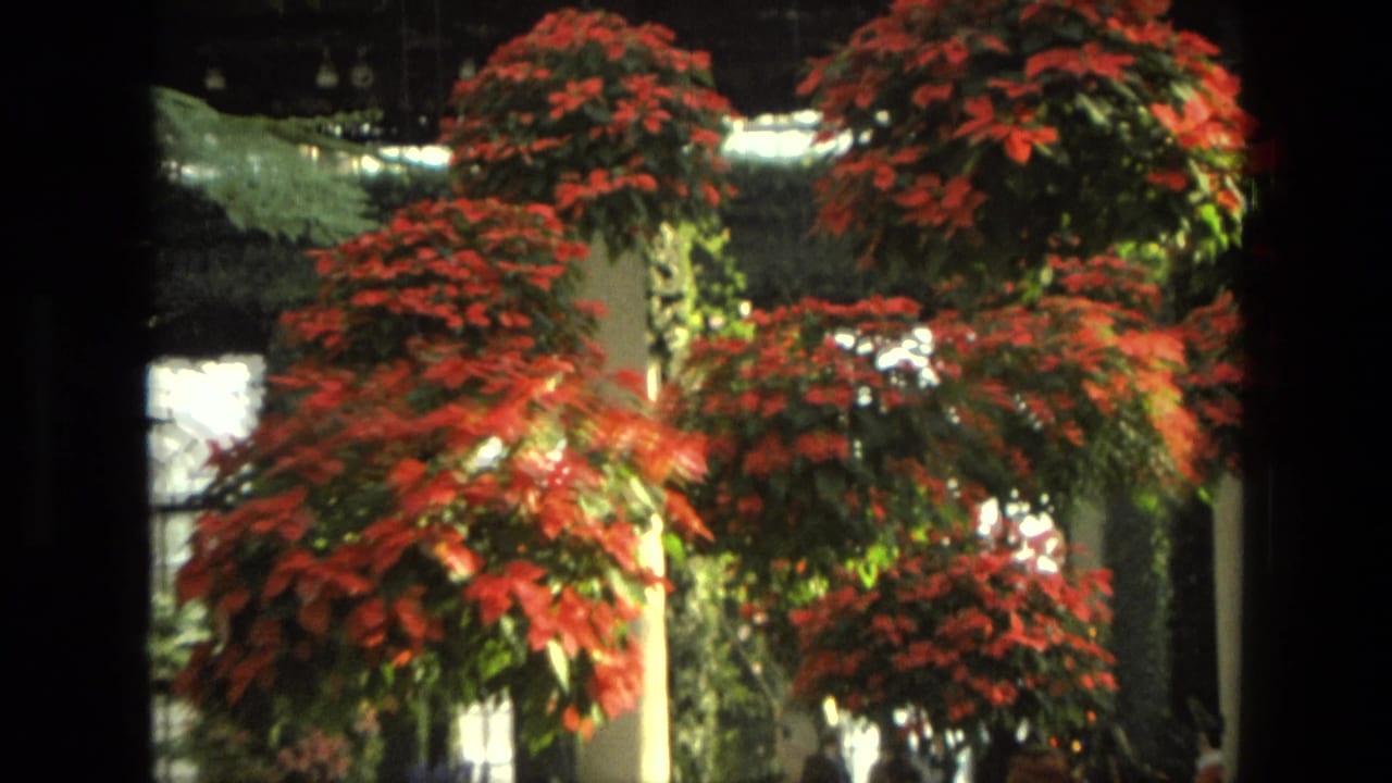 1972 Iran frame with suspended red poinsettia arrangements, foliage, columns, and bright windows in an indoor garden hall.