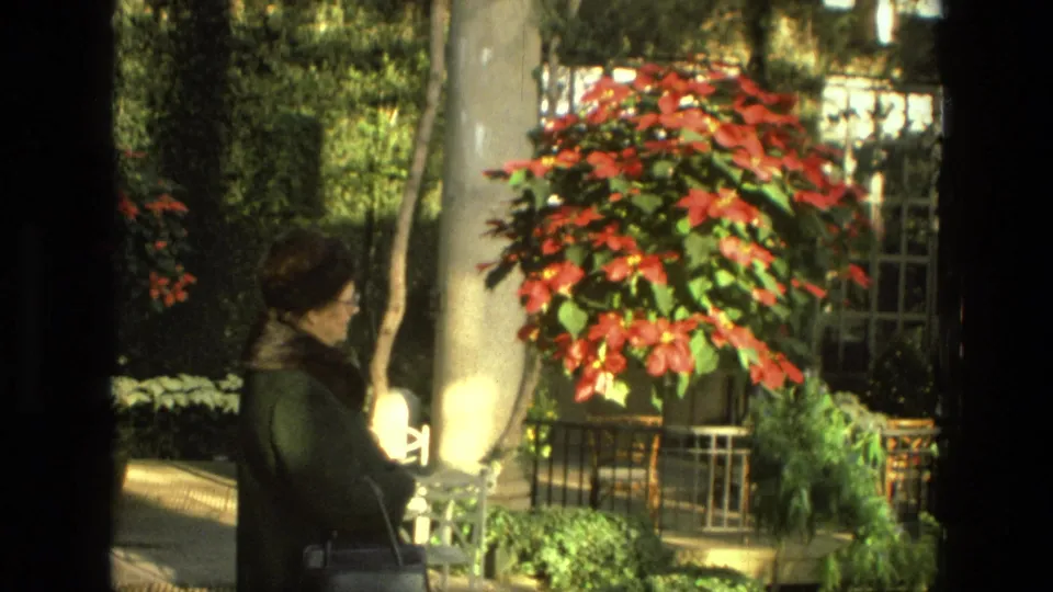A woman in 1970s attire stands beside a large poinsettia display in an indoor garden in Iran.