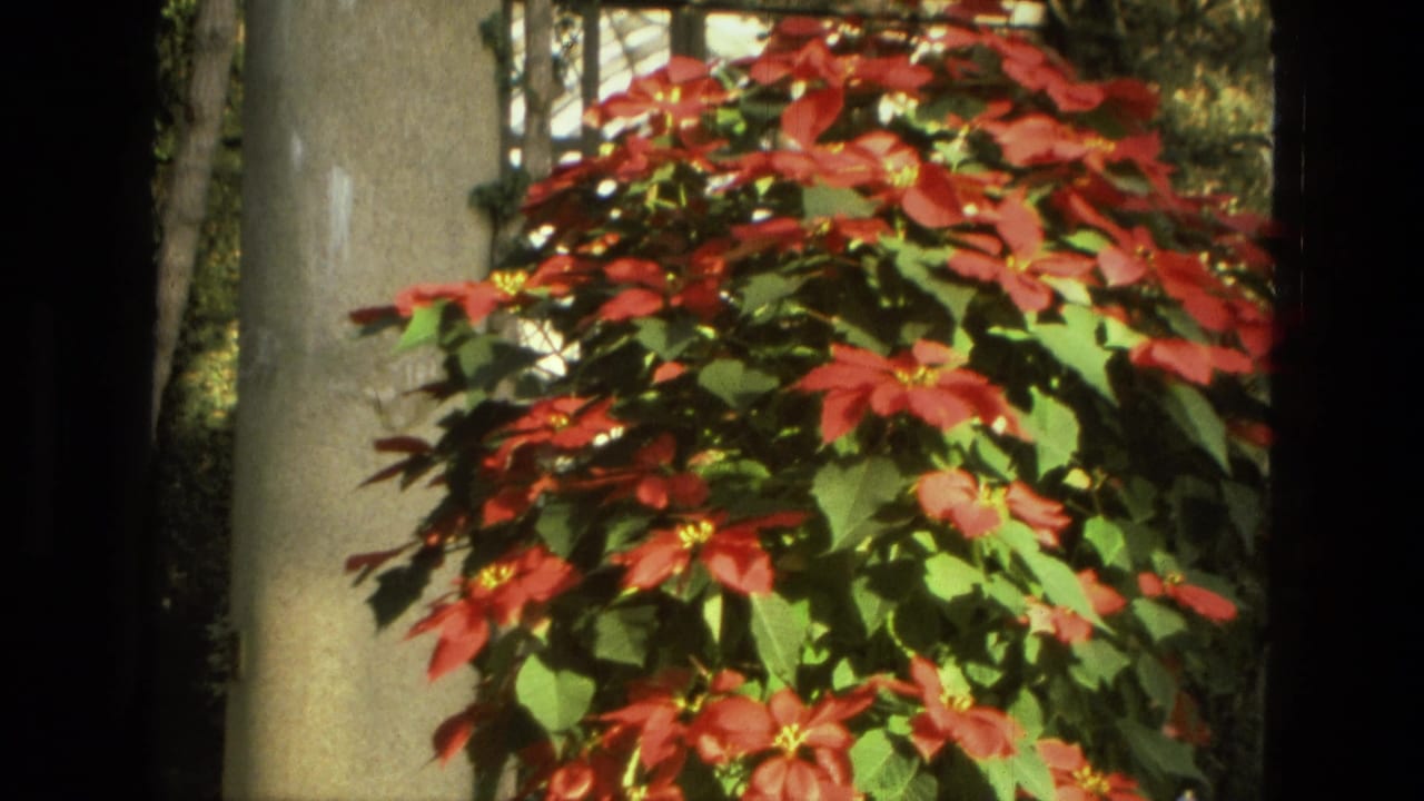 Large red poinsettia fills the frame near pale columns and garden railings.