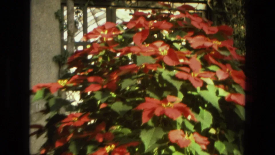 The home movie moves closer to the poinsettia, showing red bracts, green leaves, and a pale column in soft 8mm focus.
