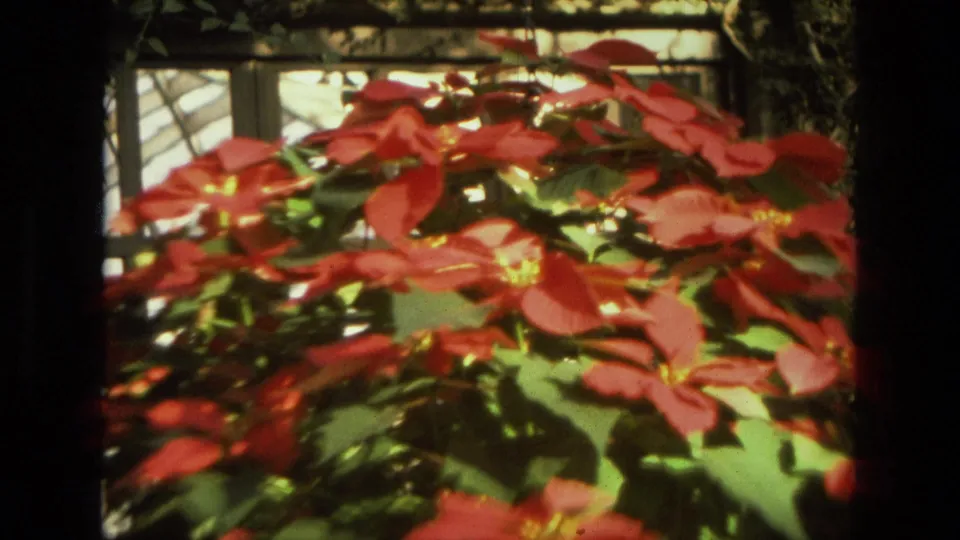 A close 1972 Iran home-movie frame shows the poinsettia filling the view with red bracts and green leaves.