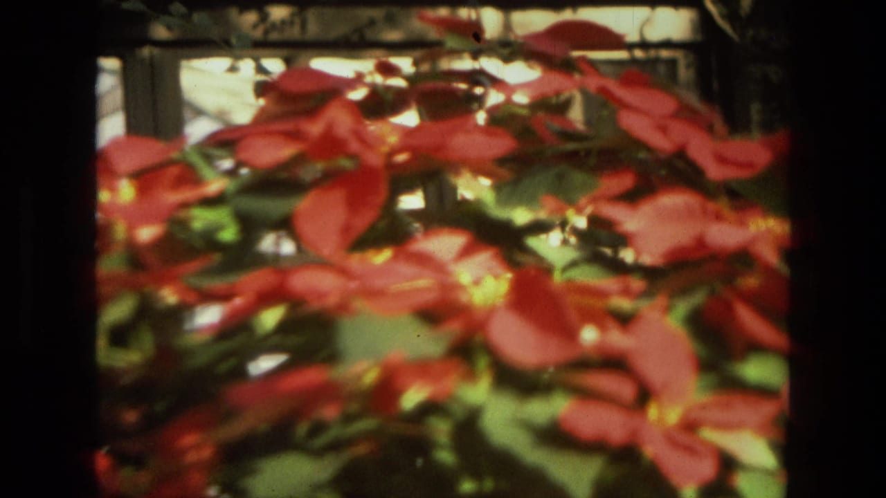 Soft close-up of red poinsettia bracts and green leaves behind dark vertical frame edges.