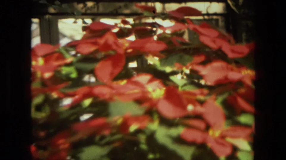 1972 Iran 8mm frame showing red poinsettia bracts and green leaves in a sunlit greenhouse, softly focused through dark frame edges.