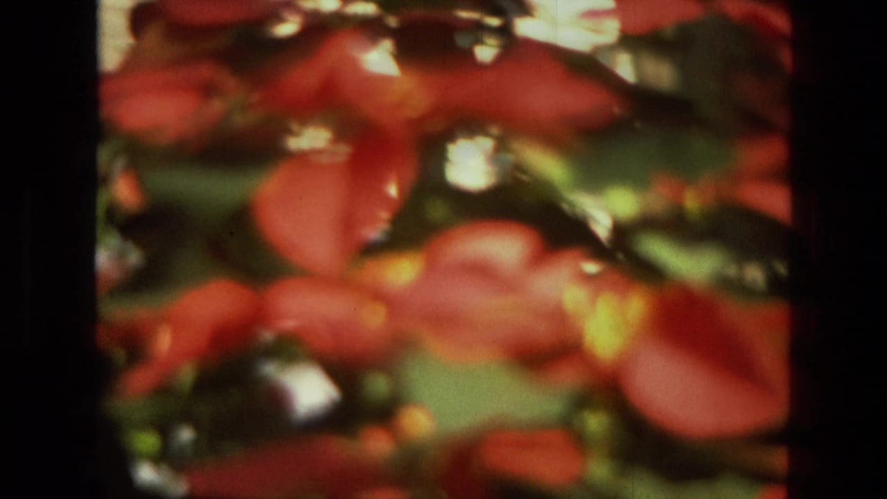 Soft 8mm close-up of red poinsettias and green leaves, likely inside the Iran greenhouse sequence from 1972.
