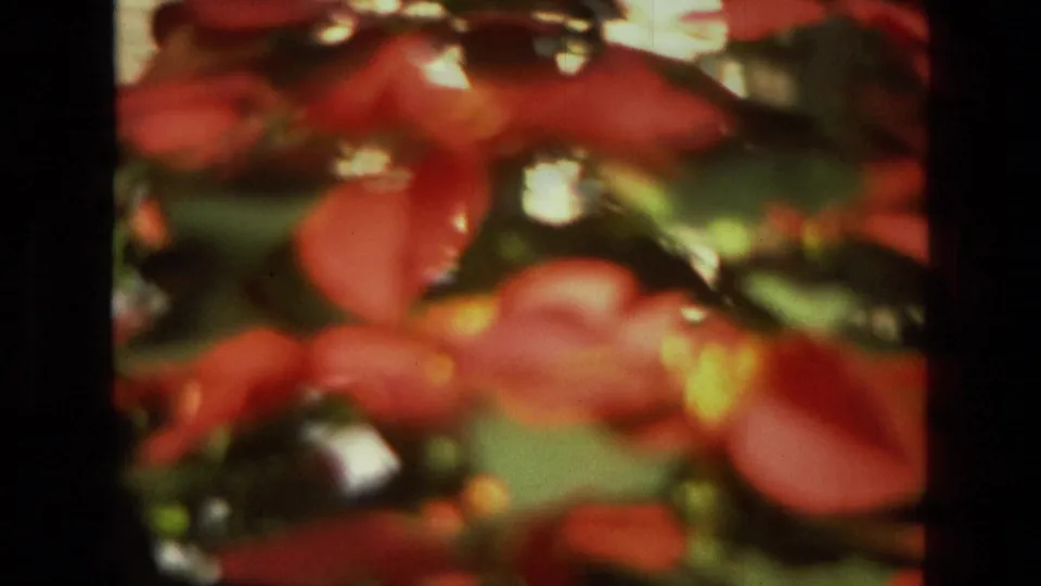 Soft 8mm close-up of red poinsettias and green leaves, likely inside the Iran greenhouse sequence from 1972.