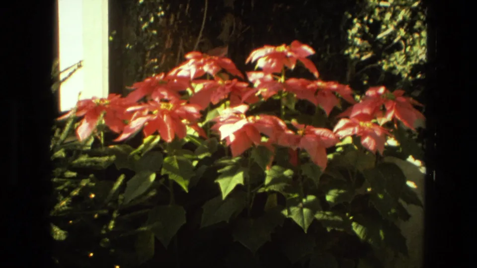 1972 Iran home-movie frame of potted red poinsettias with green leaves arranged near a sunlit greenhouse wall.