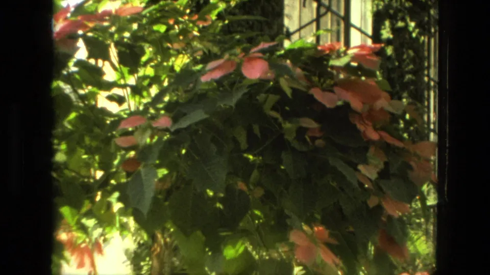 A closer view centers on pink poinsettia-like flowers and green leaves beside the glass nursery entrance, with no clear faces visible.