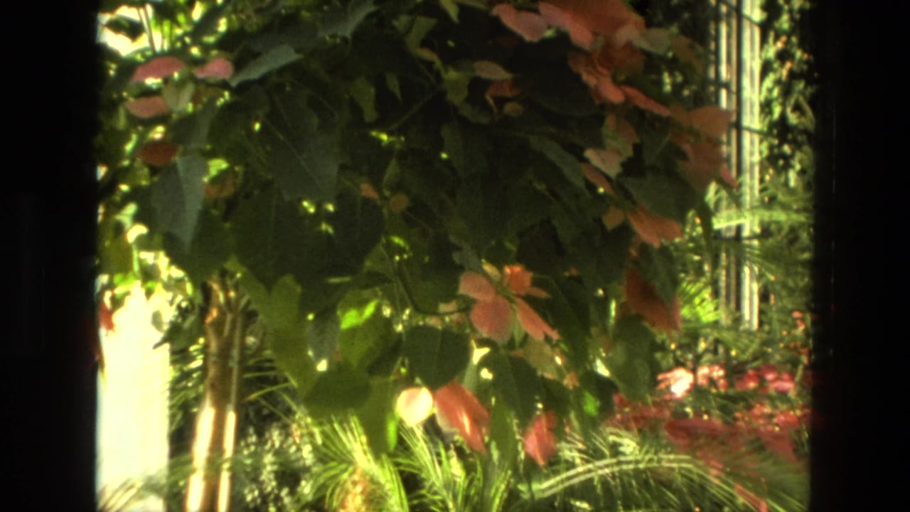 Sunlit greenhouse foliage with pink-red blossoms and dark vertical frame edges.